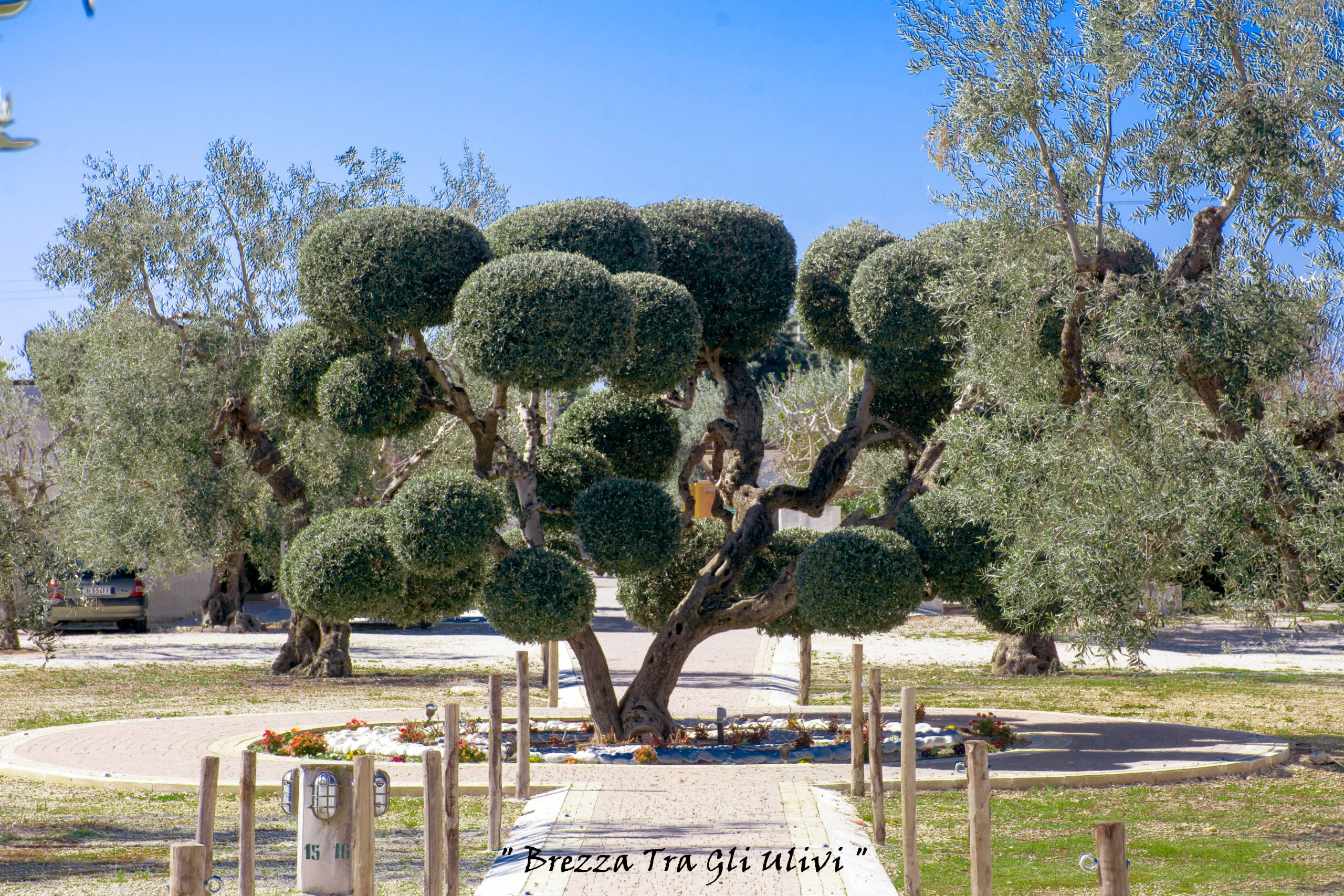 Tenda tra gli ulivi dell'agricampeggio