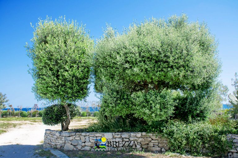 Agricampeggio Brezza tra gli Ulivi, foto 21