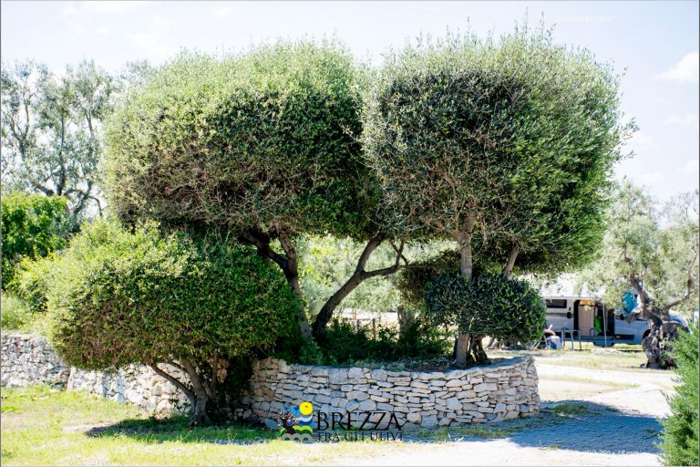 Agricampeggio Brezza tra gli Ulivi, foto 17