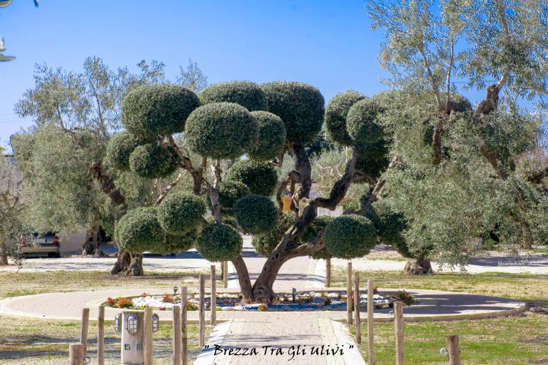 Agricampeggio Brezza tra gli Ulivi, foto 30