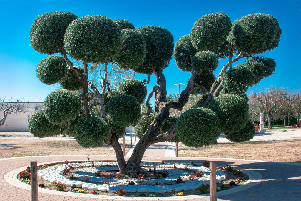 Brezza tra gli ulivi - albero